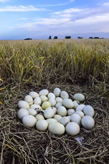 Animal Eggs Gallery: Greater rhea (Rhea americana) nest with many eggs, at edge of arable field. Patagonia, Argentina