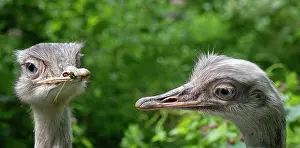 Headshot Prints: Greater rhea (Rhea americana) pair looking around. Captive