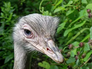 Headshot Prints: Greater rhea (Rhea americana) portrait. Captive