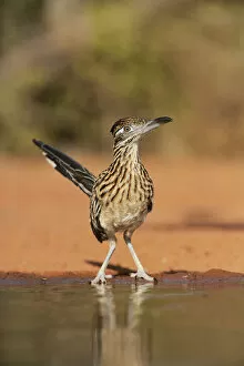 Images Dated 28th June 2014: Greater roadrunner (Geococcyx californianus), adult drinking, Rio Grande Valley, South Texas