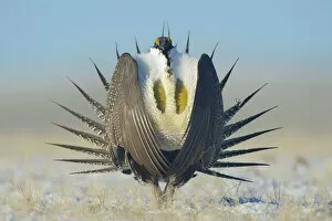 The Magic Moment Gallery: Greater sage-grouse (Centrocercus urophasianus) male displaying on a lek in snow