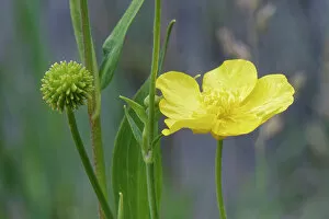Dicotyledon Gallery: Greater spearwort (Ranunculus lingua) flower and developing seedhead in the margins of Kenfig Pool
