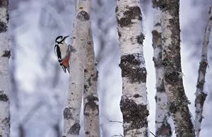 British Birds Gallery: Greater spotted woodpecker {Dendrocopus major} amongst Silver birch trunks, Scotland, U