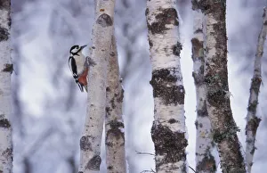 Greater spotted woodpecker {Dendrocopus major} amongst Silver birch trunks, Scotland, U