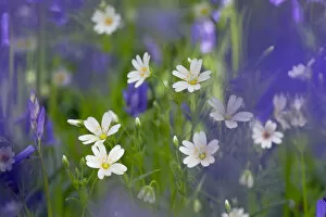 Images Dated 13th May 2013: Greater Stitchwort (Stellaria holostea) and Bluebells (Hyacinthoides non-scripta) in flower