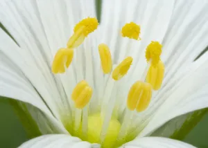Anthers Gallery: Greater stitchwort (Stellaria holostea) stamen detail, Brackagh Moss National Nature Reserve