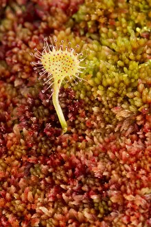 Images Dated 2nd July 2011: Greater sundew (Drosera anglica) growing in Sphagnum moss, Flow Country, Sutherland