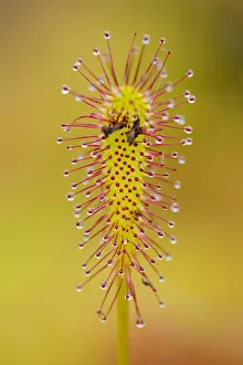 Images Dated 2nd July 2011: Greater sundew (Drosera anglica) close-up, Flow Country, Sutherland, Highlands, Scotland