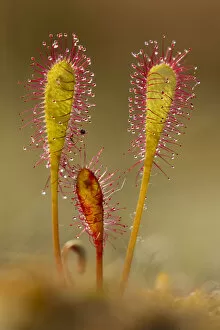 Greater sundew (Drosera anglica) close-up, Flow Country, Sutherland, Highlands, Scotland