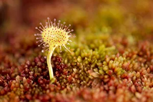 Bryophyta Prints: Greater sundew (Drosera anglica) growing in Sphagnum moss, Flow Country, Sutherland