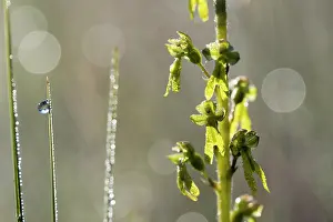 Natural Light Prints: Greater twayblade (Listera ovata) covered in dew, Upper Bavaria, Germany. June