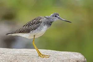 Animal Legs Gallery: Greater yellowlegs (Tringa melanoleuca) standing on rock. Acadia National Park, Maine, USA