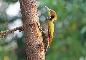 Uttarakhand Prints: Greater yellownape (Chrusophlegma flavinucha) male