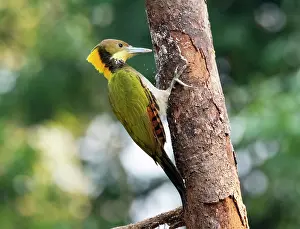Uttarakhand Prints: Greater yellownape (Chrusophlegma flavinucha) male