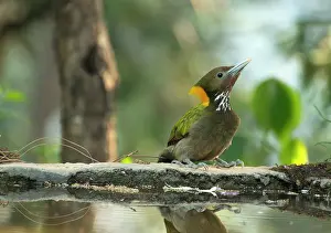 Uttarakhand Prints: Greater yellownape (Chrusophlegma flavinucha) male