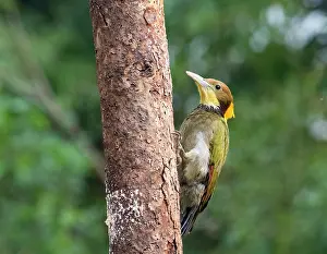 Uttarakhand Prints: Greater yellownape (Chrysophlegma flavinucha) male