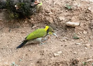 Uttarakhand Prints: Greater yellownape (Chrysophlegma flavinucha) male