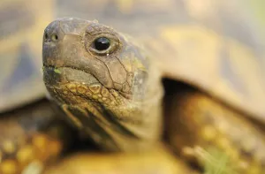 Tortoises Prints: Greek land / Spur thighed tortoise (Testudo graeca) head portrait, Lake Kerkini, Macedonia
