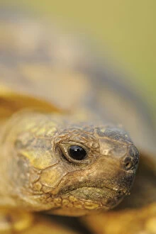 Greek land tortoise (Testudo graeca ibera) head portrait, Lake Kerkini, Macedonia