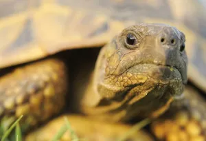Testudo graeca for best sale sale