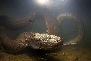 2014 Highlights Gallery: Green anaconda (Eunectes murinus) underwater, flicking tongue, Formoso River, Bonito