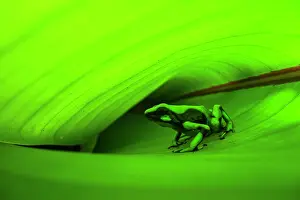 Dendrobatidae Prints: Green-and-black poison dart frog (Dendrobates auratus) sitting inside folded leaf