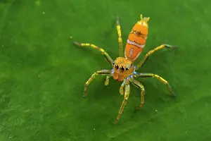 Salticidae Prints: Green ant hunter jumping spider (Cosmophasis bitaeniata) resting on a leaf, Australia