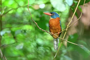 Alcedinidae Prints: Green-backed kingfisher (Actenoides monachus) male