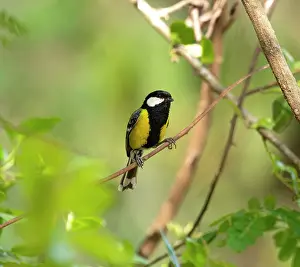 Uttarakhand Prints: Green-backed tit (Parus monticolus) perched on branch, Sattal, Uttarakhand, India