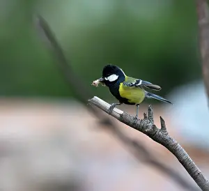 Uttarakhand Prints: Green backed tit (Parus monticolus) perched on branch with insect in beak