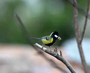 Uttarakhand Prints: Green backed tit (Parus monticolus) perched on branch with insect in beak