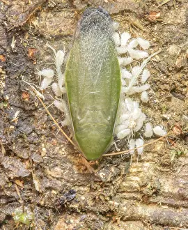 Nymph Prints: Green banana cockroach (Panchlora nivea) guarding its nymphs