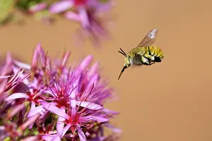 Myrtaceae Prints: Green-banded bee (Amegilla aeruginosa) flying towards a Turkeybush (Calytrix sp)