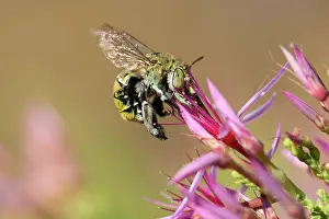 Myrtaceae Prints: Green-banded bee (Amegilla aeruginosa) nectaring on Turkeybush (Calytrix sp)