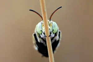 Antennae Prints: Green banded bee (Amegilla aeruginosa) worker