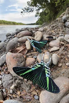 Peru Prints: Green-banded urania moth (Urania leilus) moths drinking salts from mineral-rich river clay
