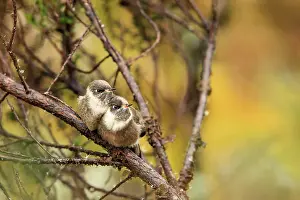Trochilidae Prints: Two Green-bearded helmetcrest (Oxypogon guerinii) fledglings perched on branch