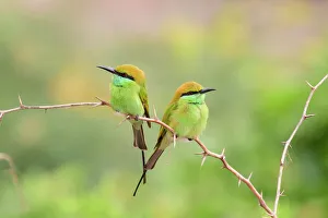 Birds Gallery: Green bee-eater (Merops orientalis) pair perched on branch, facing opposite directions
