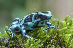 Phil Savoie Collection: Green and black poison dart frog (Dendrobates auratus), La Selva Field Station, Costa