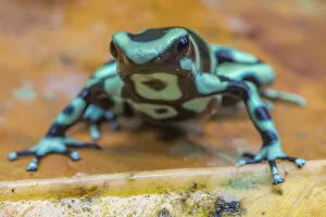 Amphibian Gallery: Green and black poison dart frog (Dendrobates auratus), La Selva Field Station, Costa Rica