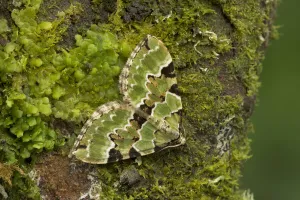 Moths Prints: Green carpet (Colostygia pectinataria) Annagarriff Wood, County Armagh, Ireland, November
