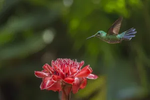 Zingiberales Prints: Green-crowned brillian hummingbird (Heliodoxa jacula) visiting Torch ginger (Etlingera elatior)