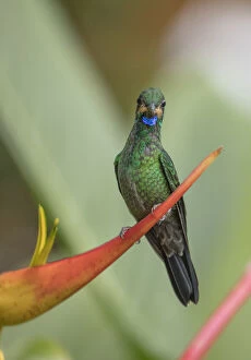 2018 May Highlights Collection: Green-crowned brilliant (Heliodoxa jacula) Mashpi Cloud Forest Reserve, Ecuador
