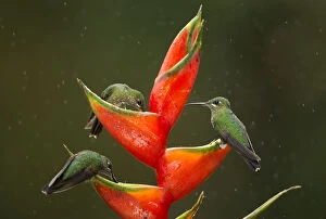 2019 May Highlights Collection: Green-crowned brilliant (Heliodoxa jacula), three feeding on Lobster-claw (Heliconia