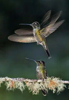 Green crowned brilliant hummingbird (Heliodoxa jacula) male taking off to feed at feeder in garden