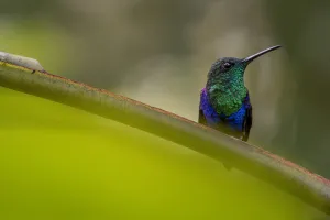 Trochilidae Prints: Green-crowned woodnymph (Thalaurania fannyi) Mashpi, Pichincha, Ecuador