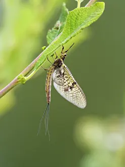 Pterygota Prints: Green drake mayfly (Ephemera danica) resting on a leaf, Upper Bavaria, Germany. July
