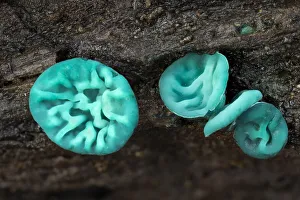 Leotiomycetes Prints: Green elfcup fungus (Chlorociboria aeruginascens) fruiting bodies on decaying wood