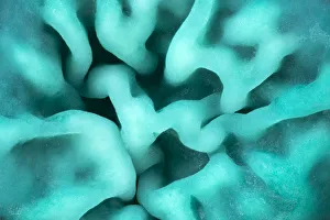 Green elfcup fungus (Chlorociboria aeruginascens) fruiting bodies on decaying wood