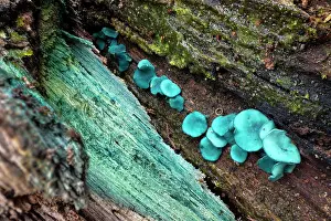 Leotiomycetes Prints: Green elfcup fungus (Chlorociboria aeruginascens) fruiting bodies on decaying wood